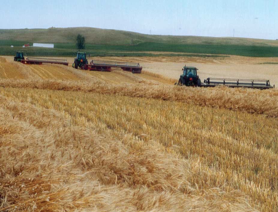 Section 3 Small Grains North Dakota Studies