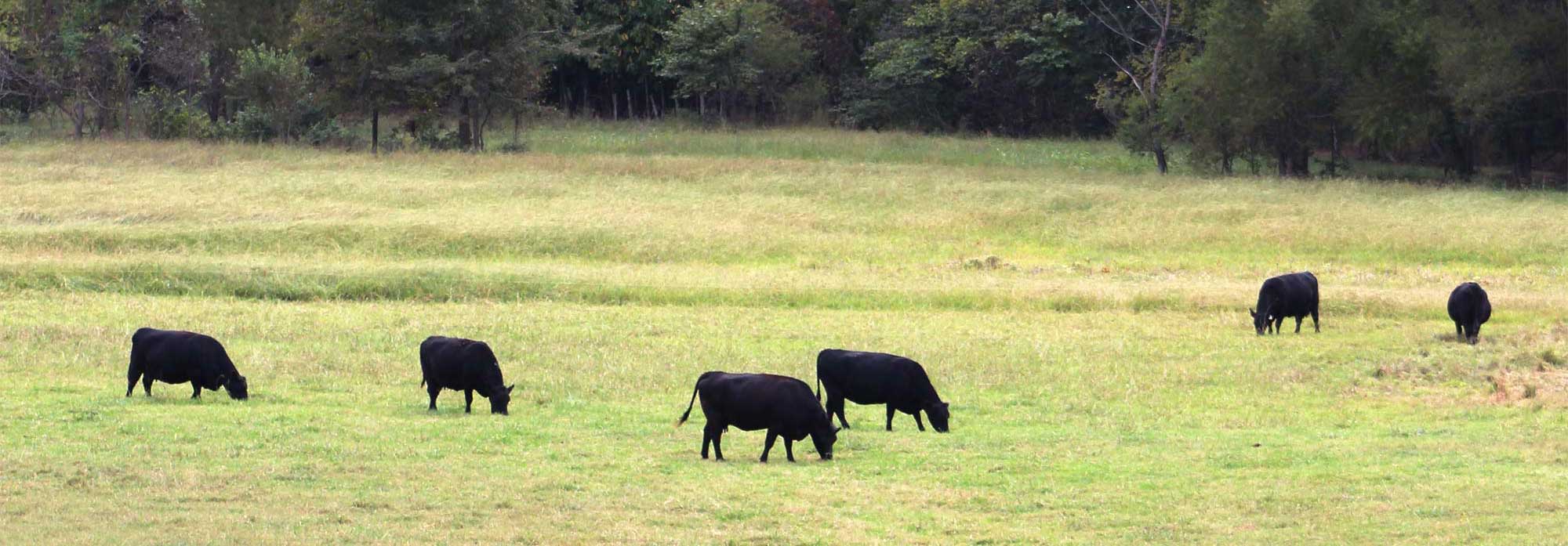 a Member Northeast Arkansas Angus Association