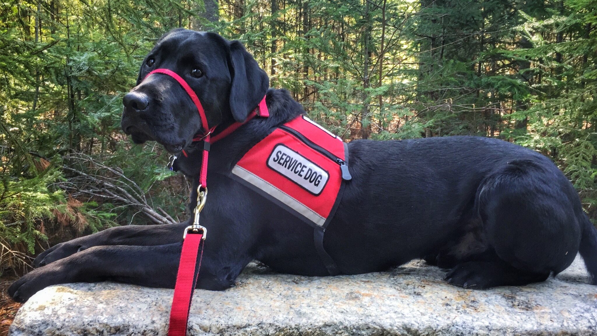 Home NEADS World Class Service Dogs