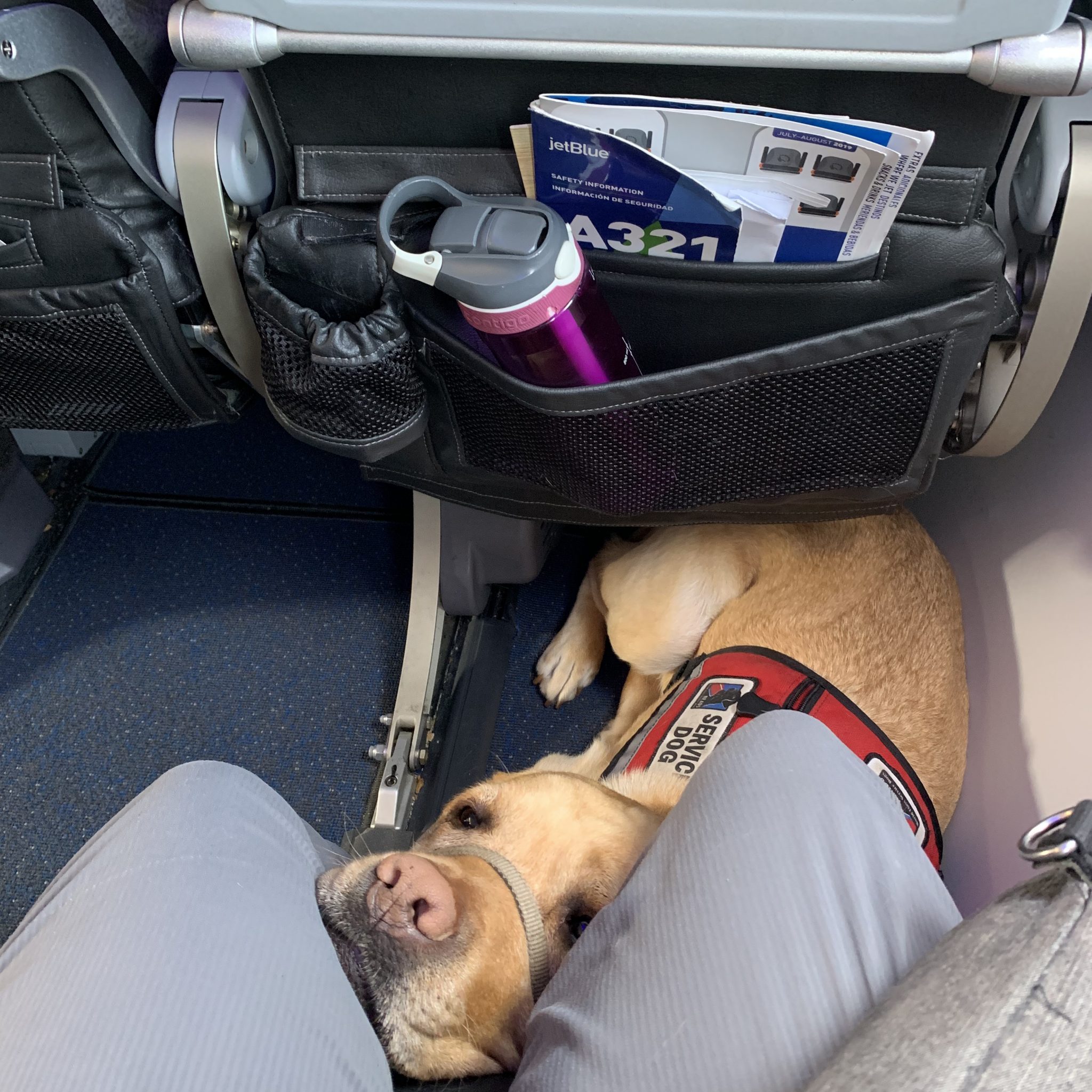 Can Service Dogs Go On Airplanes