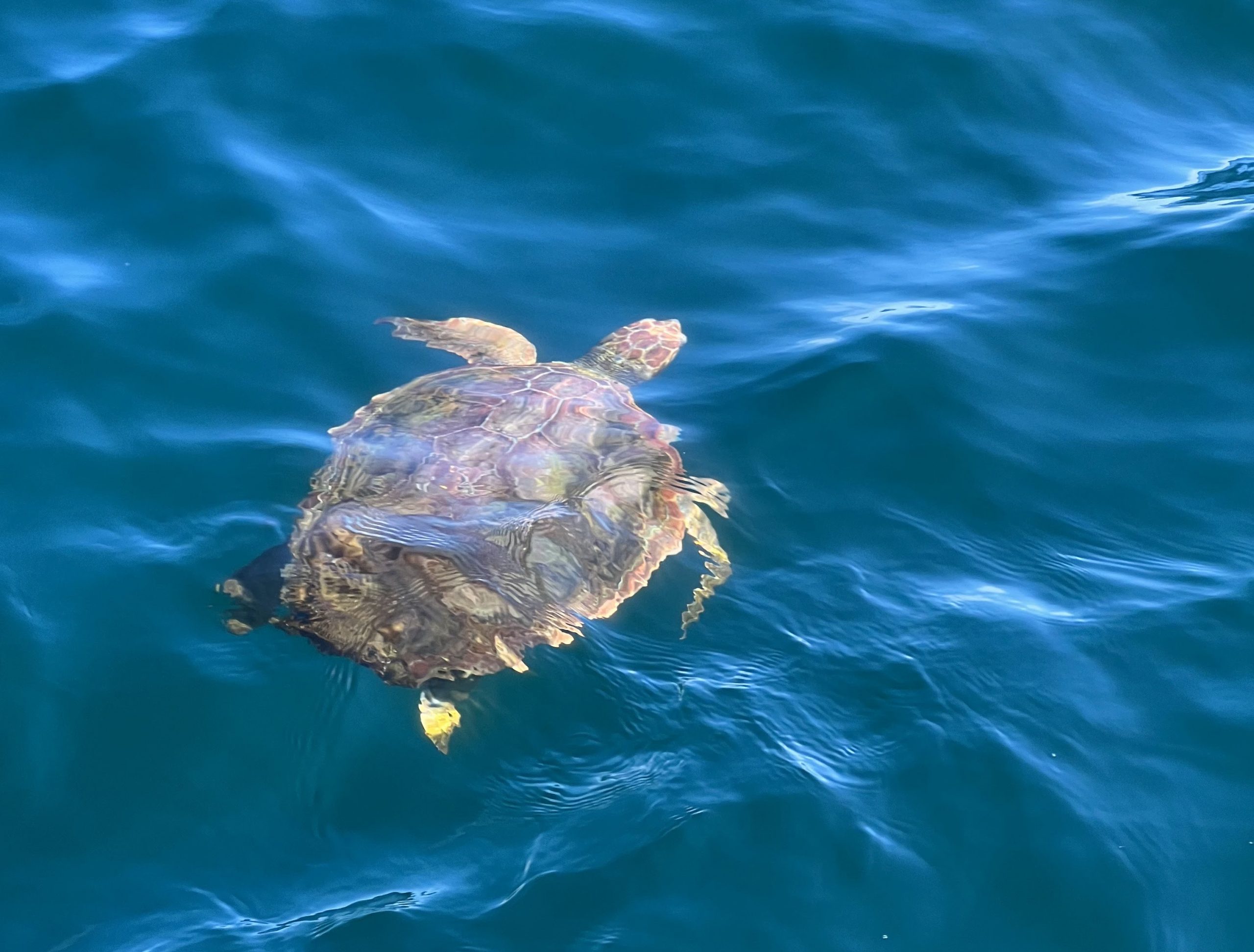 Tracking Loggerhead Sea Turtles with Acoustic Telemetry New England