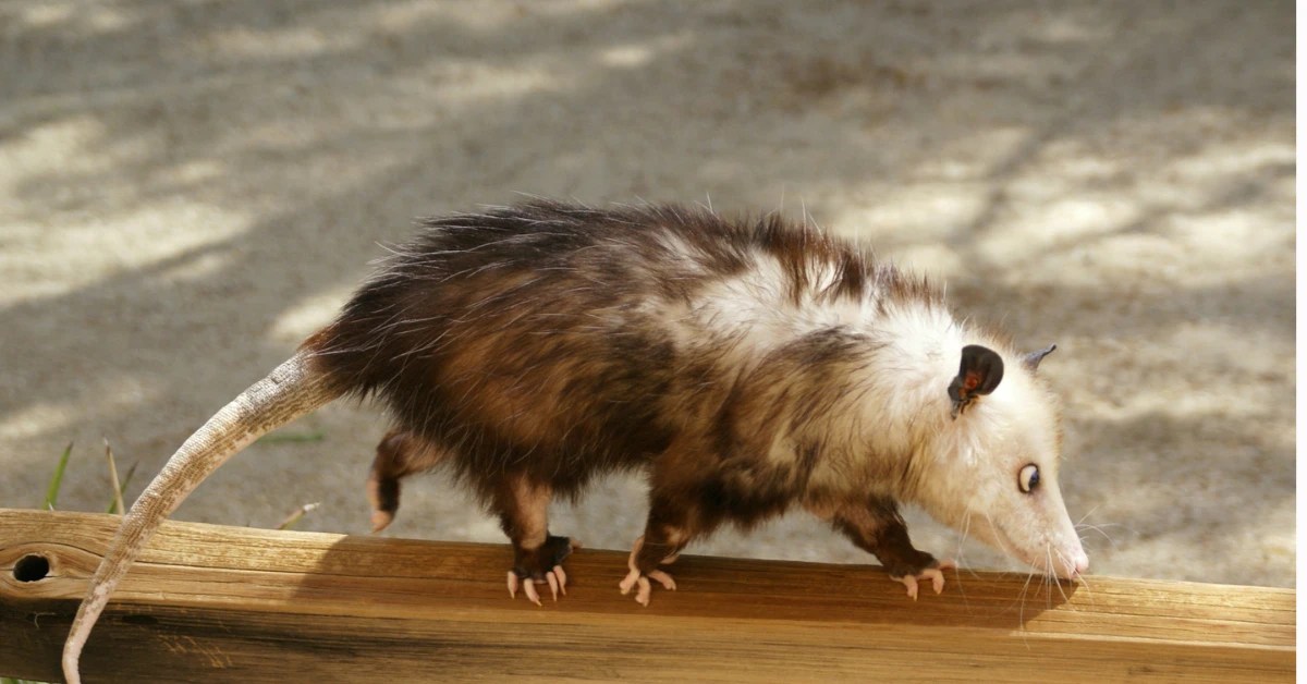 How Much Does It Cost to Remove a Possum? Possum Removal Sydney