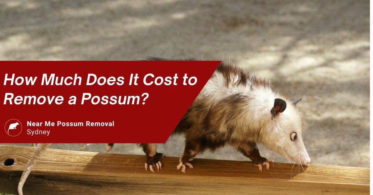 How Much Does It Cost to Remove a Possum? Possum Removal Sydney