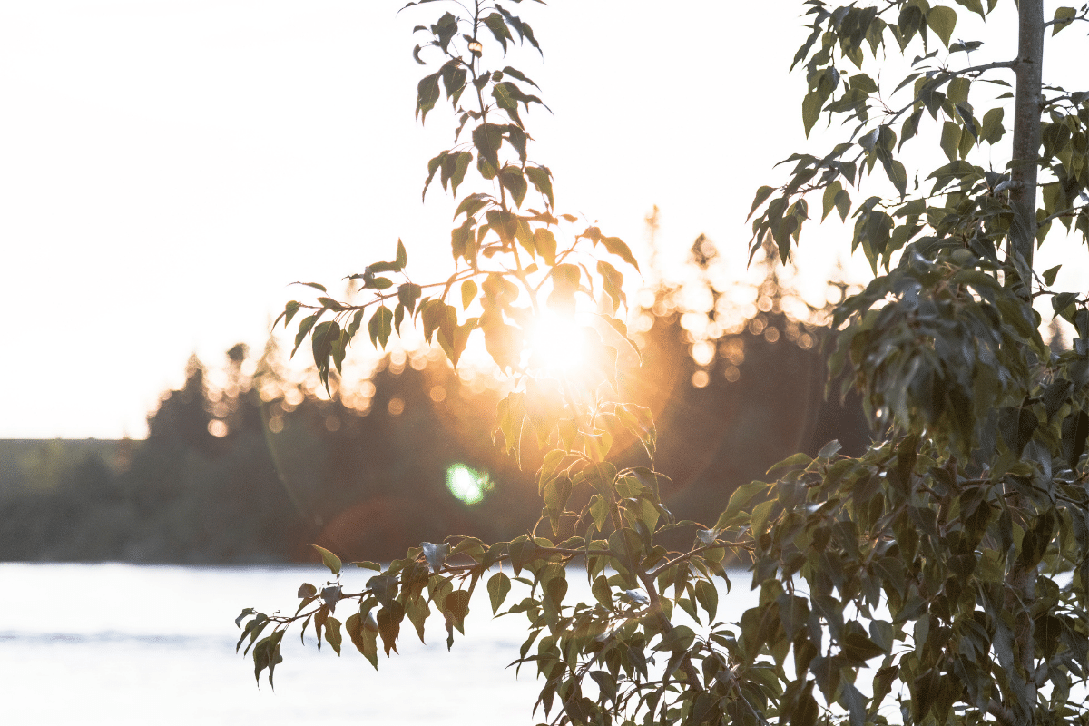 Can Selenite Be In The Sun? (Full Guide)