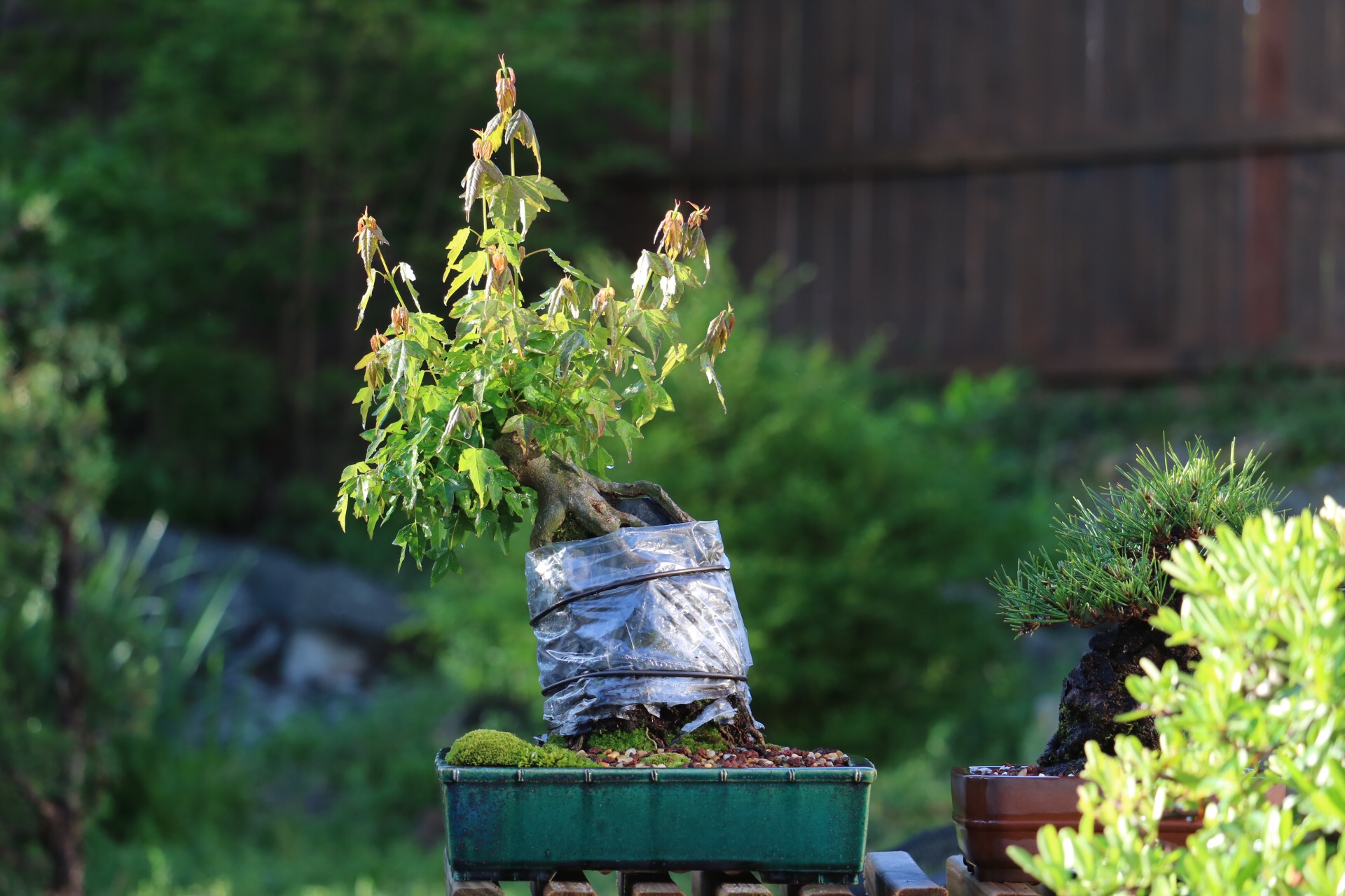 Ror Trident Update Nebari Bonsai
