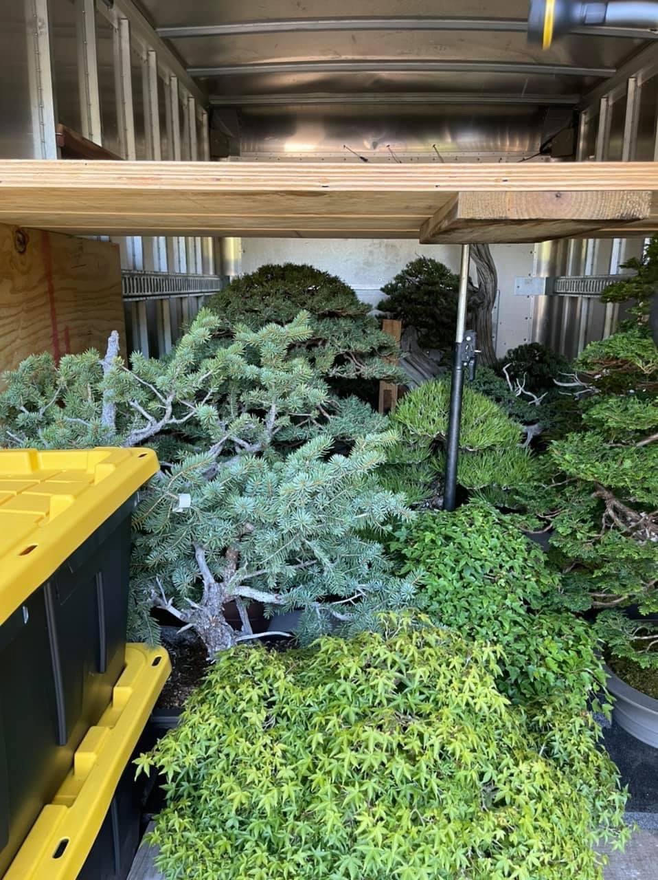 A few photos of my US National Bonsai Exhibition display Nebari Bonsai