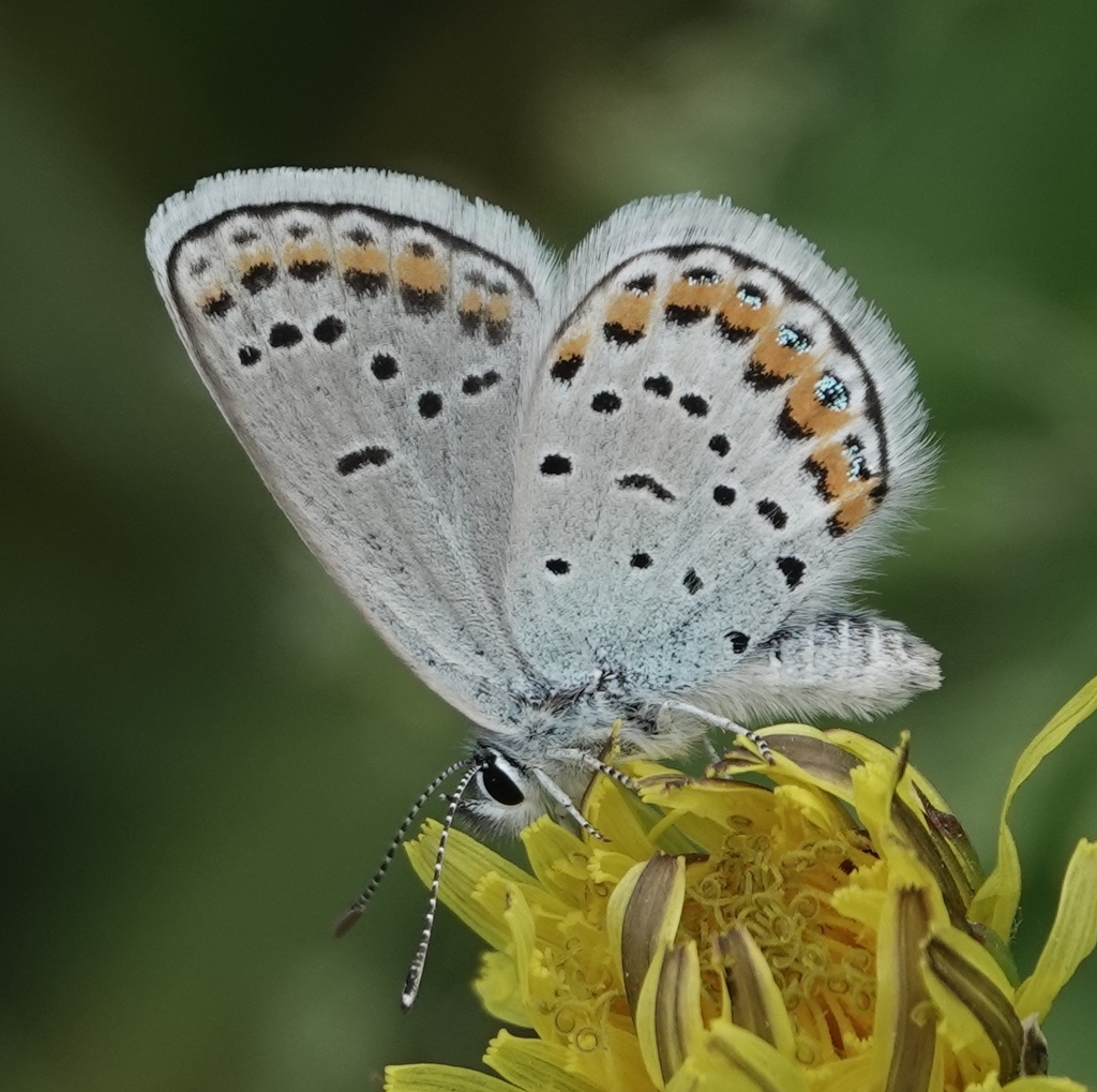Species Page Melissa Blue (Plebejus melissa) Nebraska Lepidoptera A Guide to Nebraska