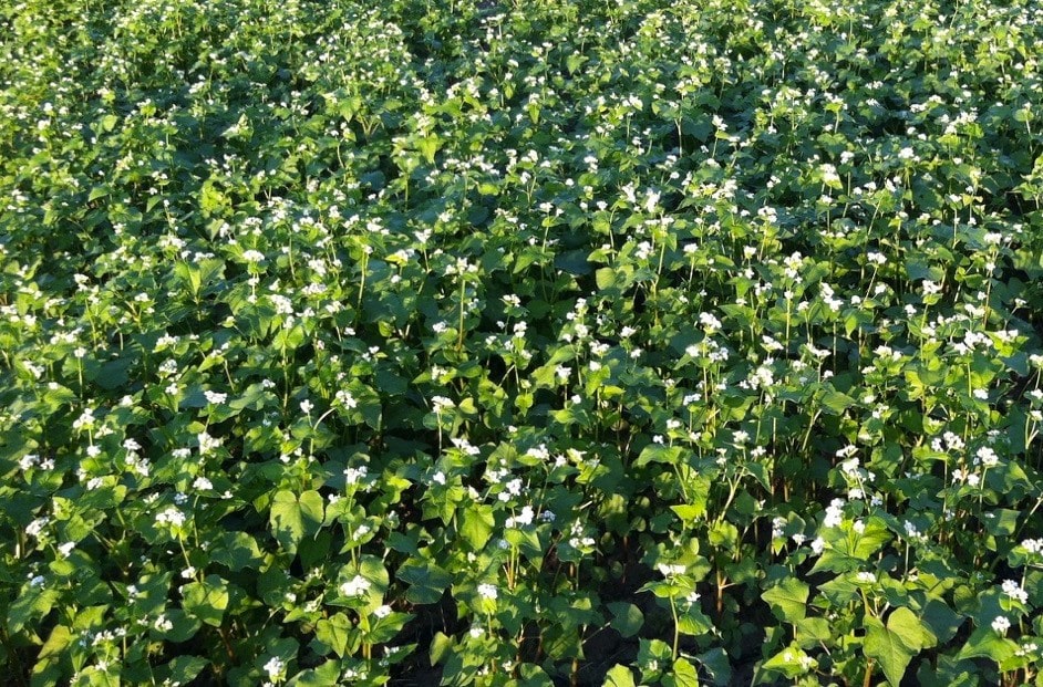 Other Broadleaf Cover Crops Northeast Cover Crops Council