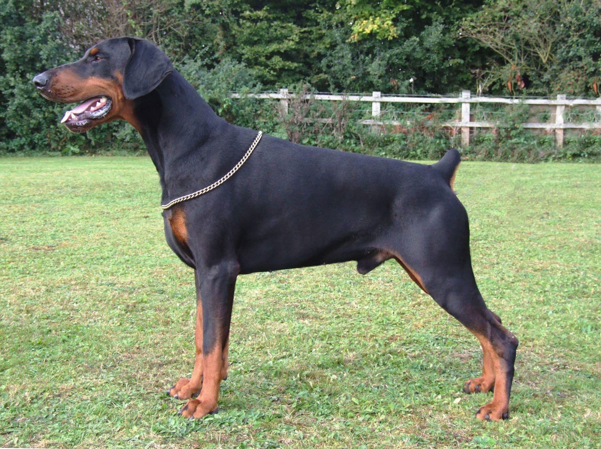 Kennel Club Breed Standard NECDS
