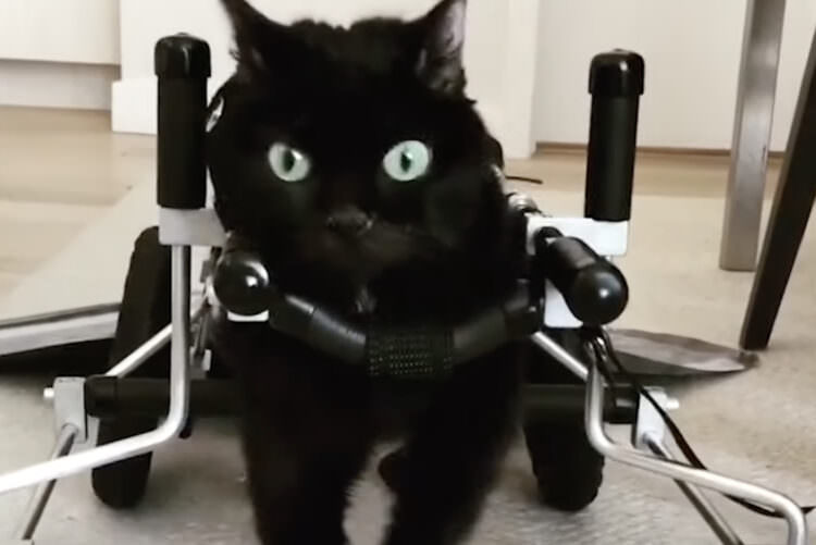 小脳障害の黒猫、歩行器を使って自分の脚で歩くニャ！・トイレちゃんねる