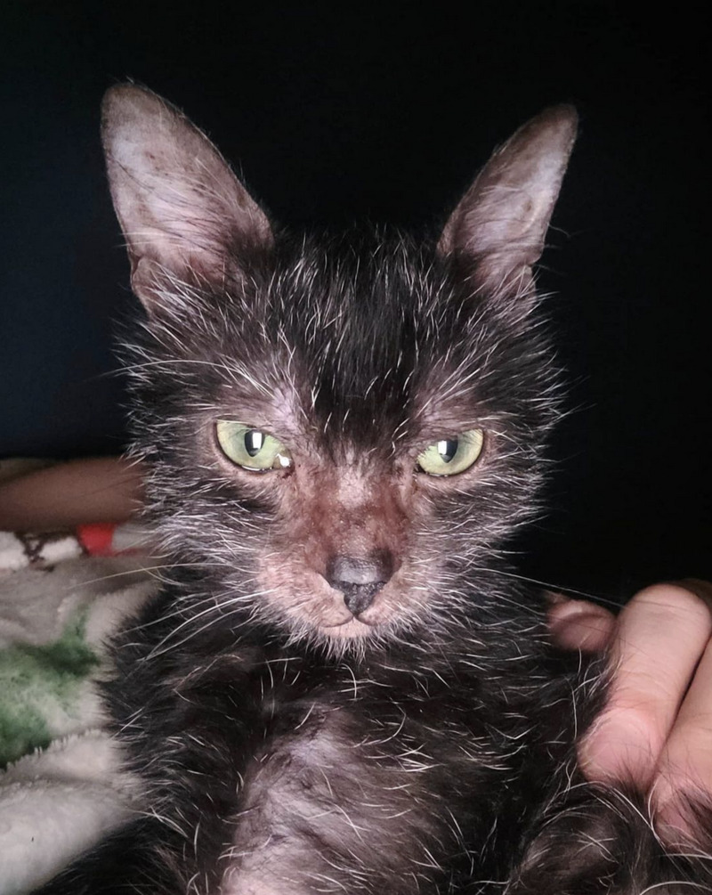 ウルフ キャット 37++ Ideas for You