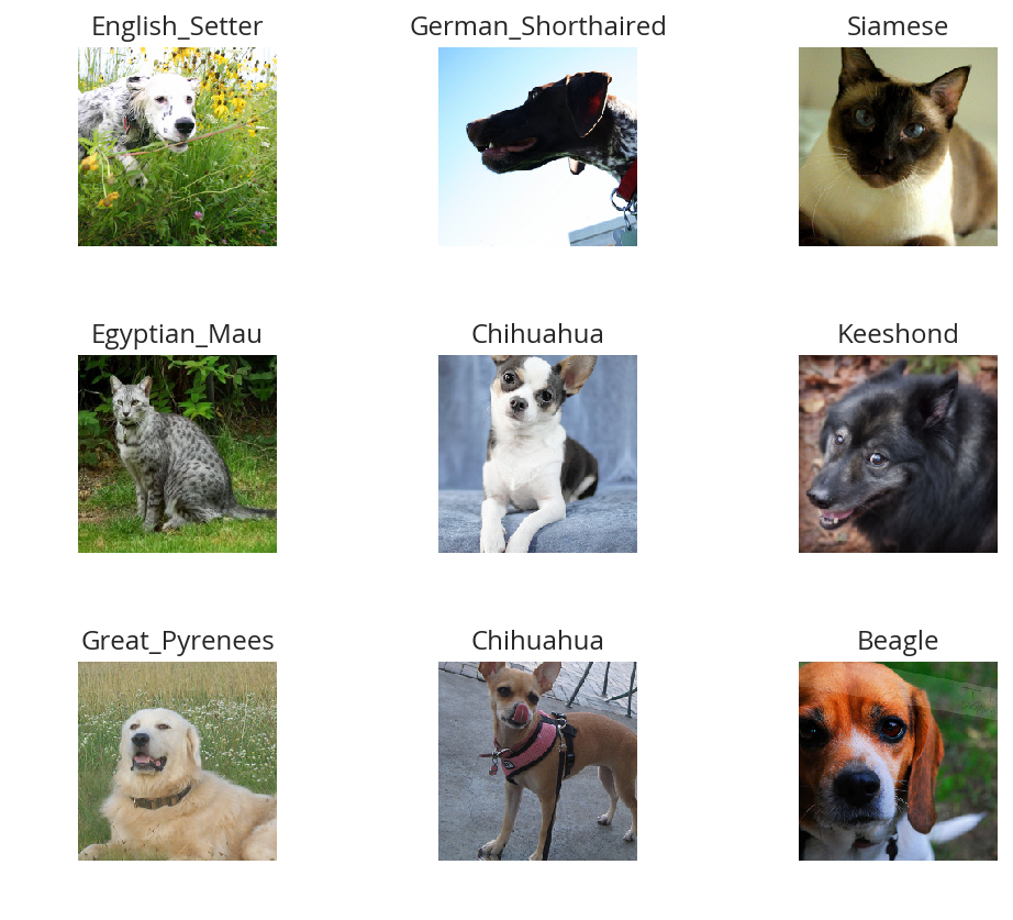 Dog and Cat Breed Classification (What's Your Pet?) Neurotic Networking