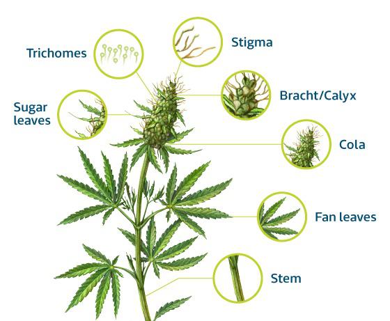 The Cannabis Plant: The Fascinating Structure and 4 Stages of Your
