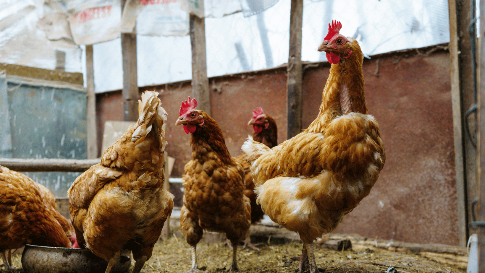 Biochar Litter for Chicken Coop Howto Guide NectarBeat