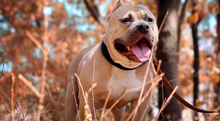 10 Animals With The Strongest Bite Force Ned Hardy