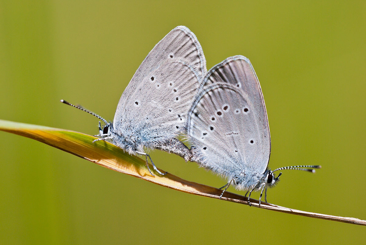 How Do Butterflies Reproduce? Ned Hardy