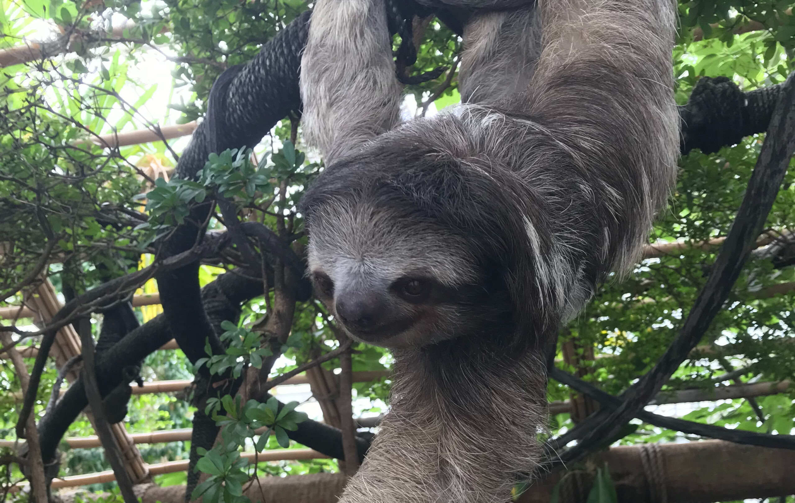 Do Sloths Bite? Ned Hardy