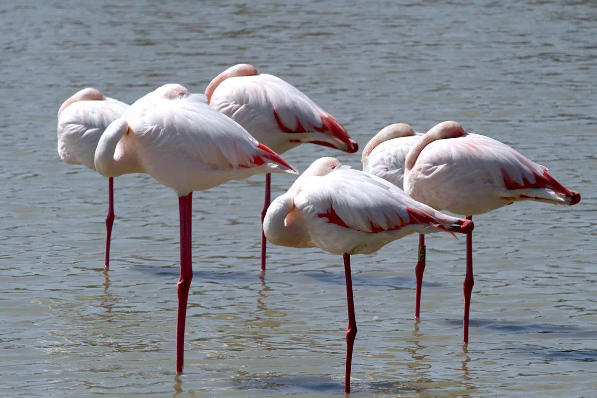 What Animals Sleep Standing Up? Ned Hardy