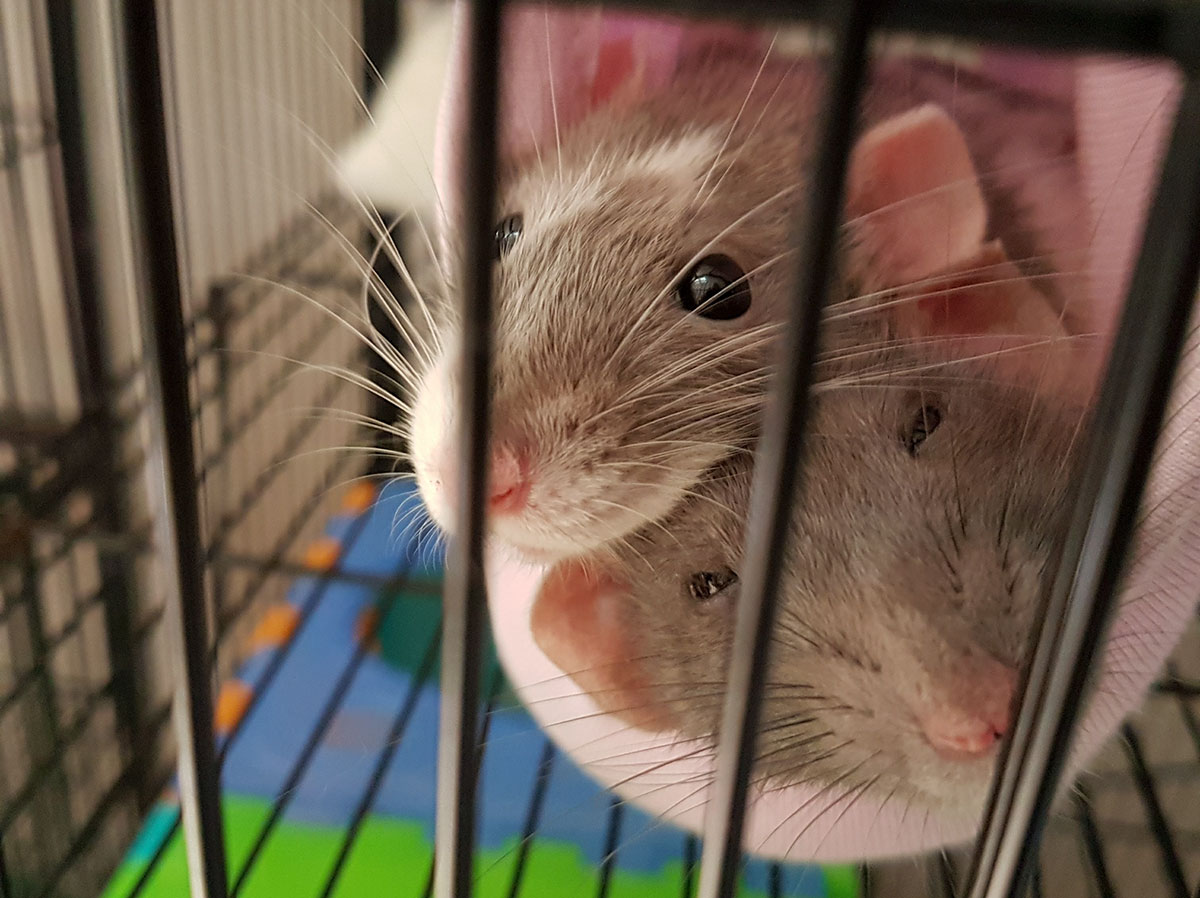 Ned Hardy Page 66 of 74 The Intriguing World Of Entertainment