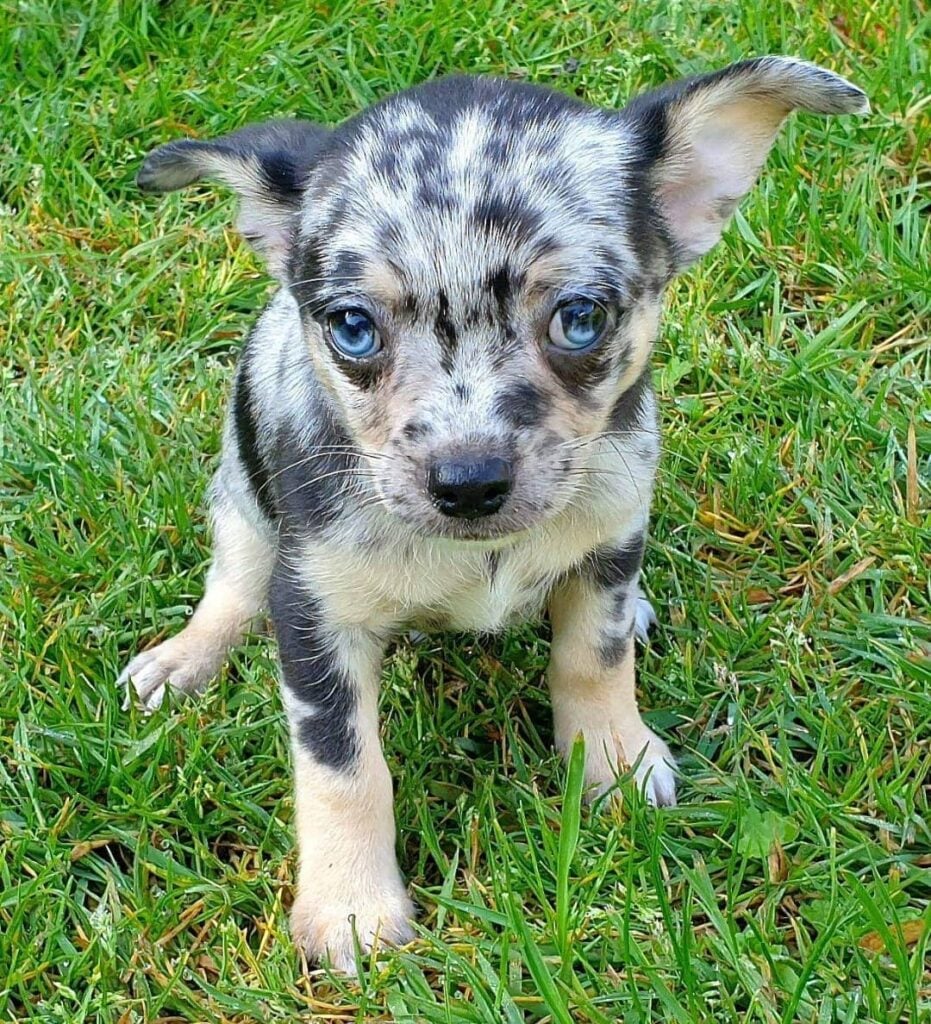 9 Things You Should Know Before Buying/Adopting A Merle Chihuahuas