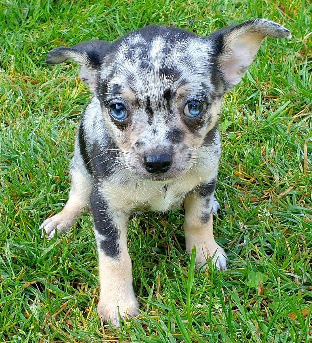 Blue Merle Chihuahua puppies for sale next to me Aguilar