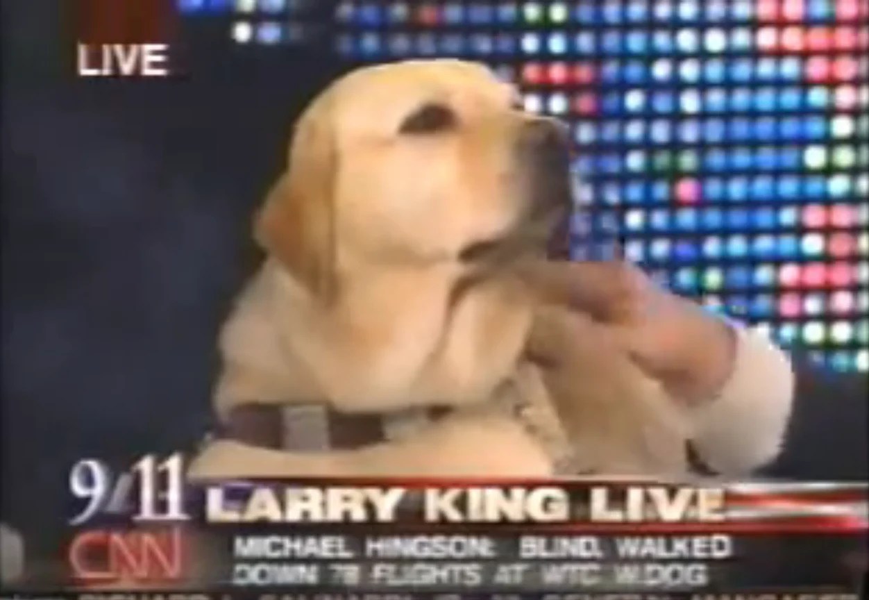 What Dog Can Lock Their Jaw