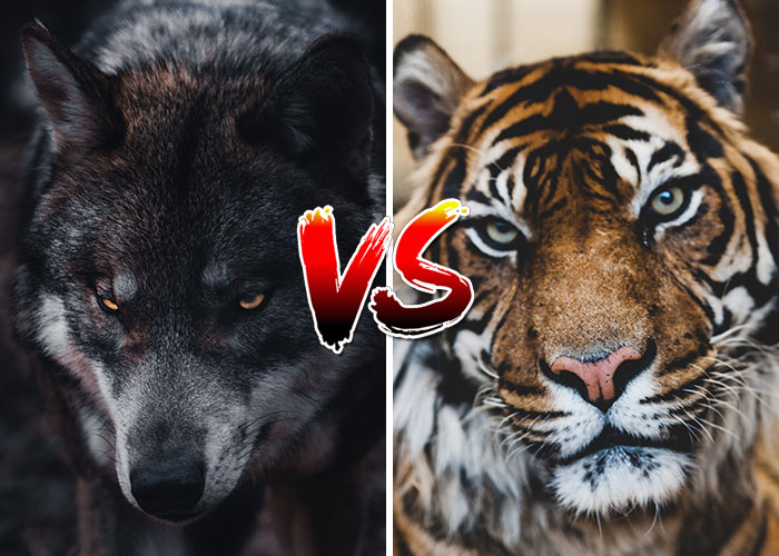 Tiger Vs Wolf Fight