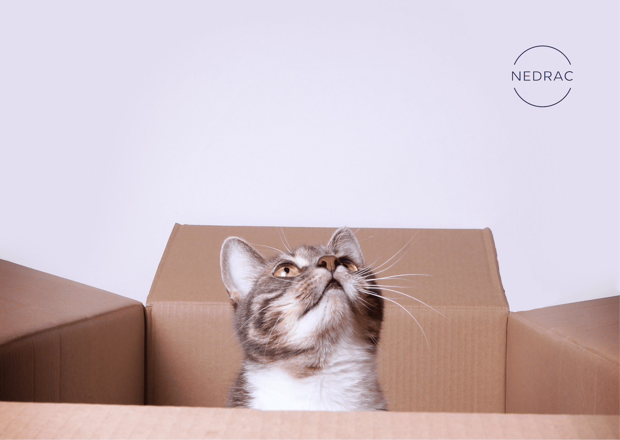 Paws, Plan, Pack Making Pet Relocations StressFree NEDRAC(06)