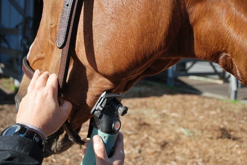 Horse Clippers What They Do And Why You Need Onev Need Circle