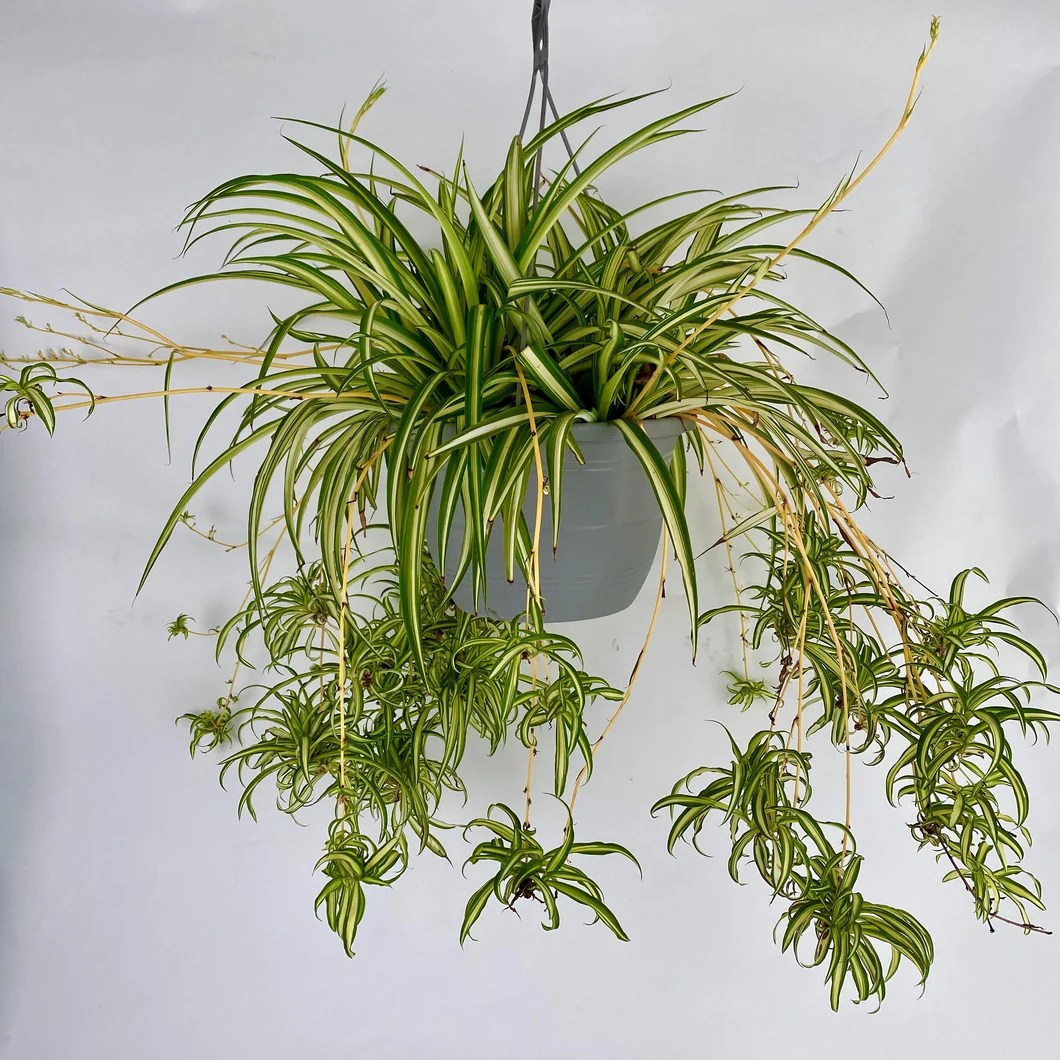 Spider Plant Hanging Basket (10") Needham'sNursery