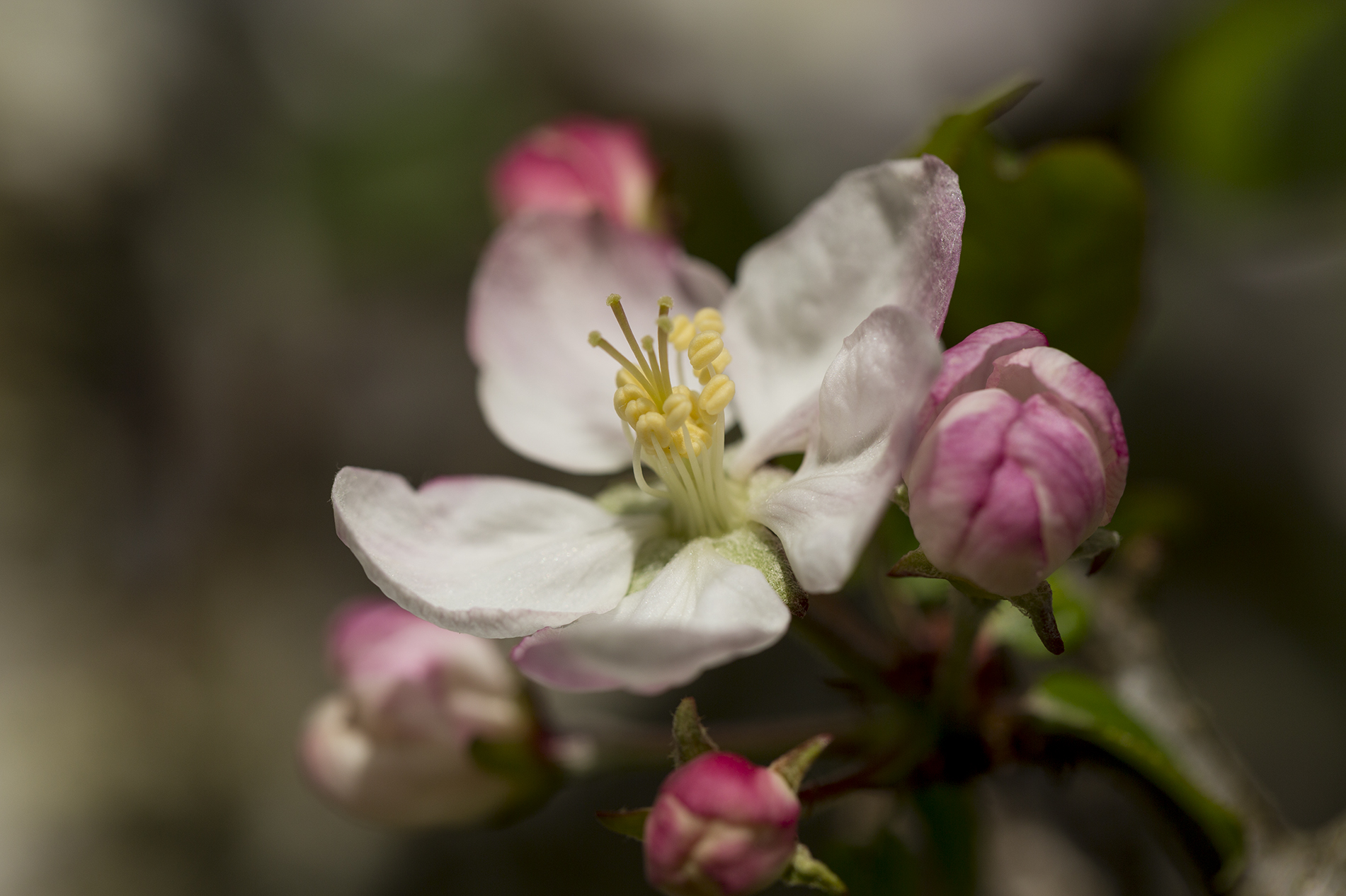apple blossom time Kate Davies Designs