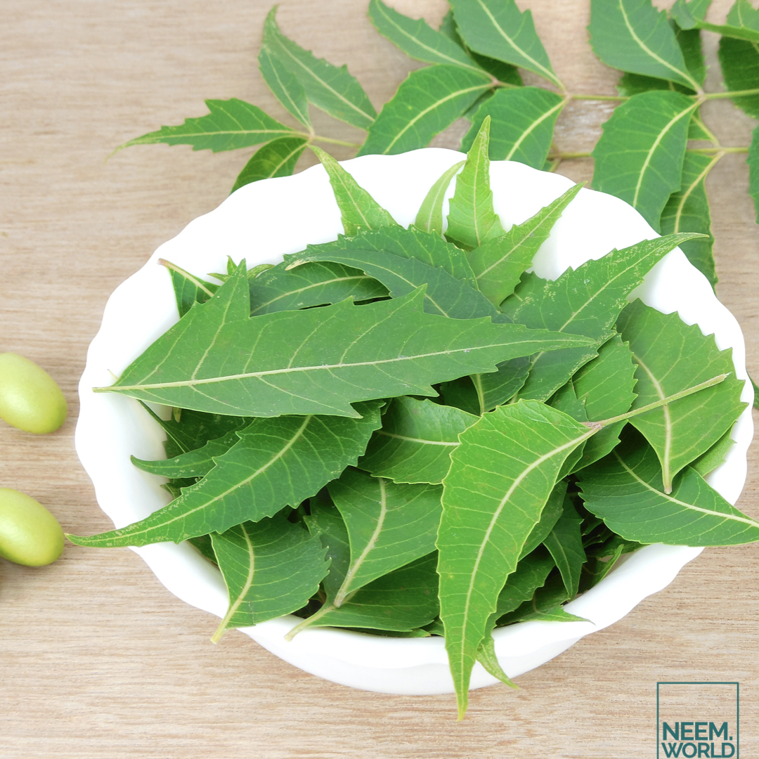 Neem Leaves The Many Uses of This Ayurvedic Wonder