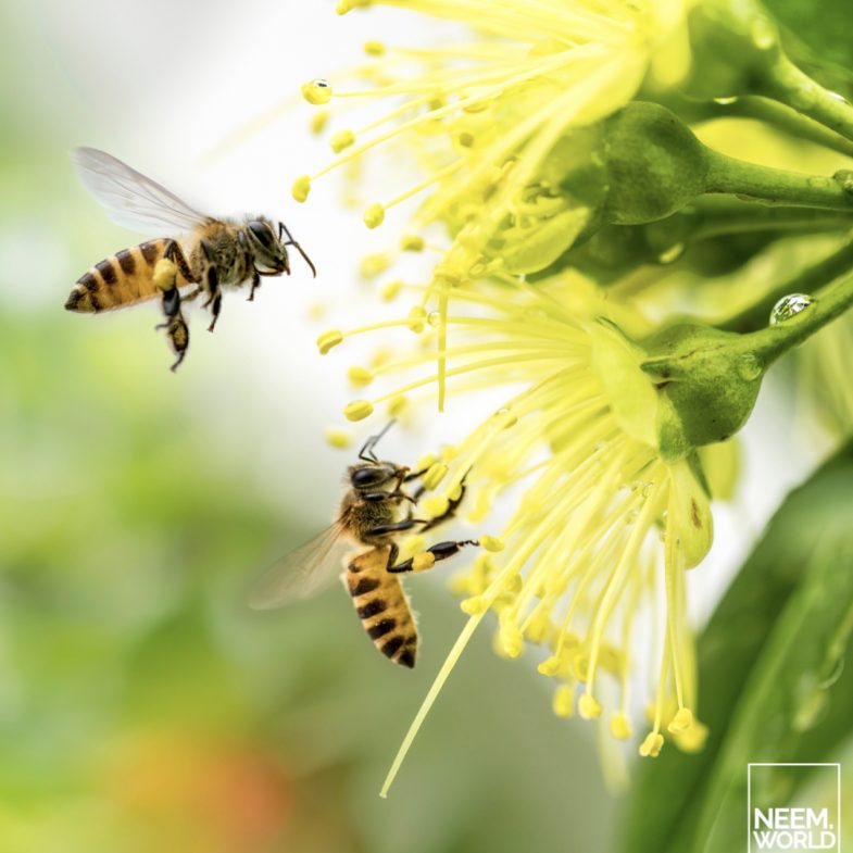Bees How Neem Helps Pollinators Survive and Thrive