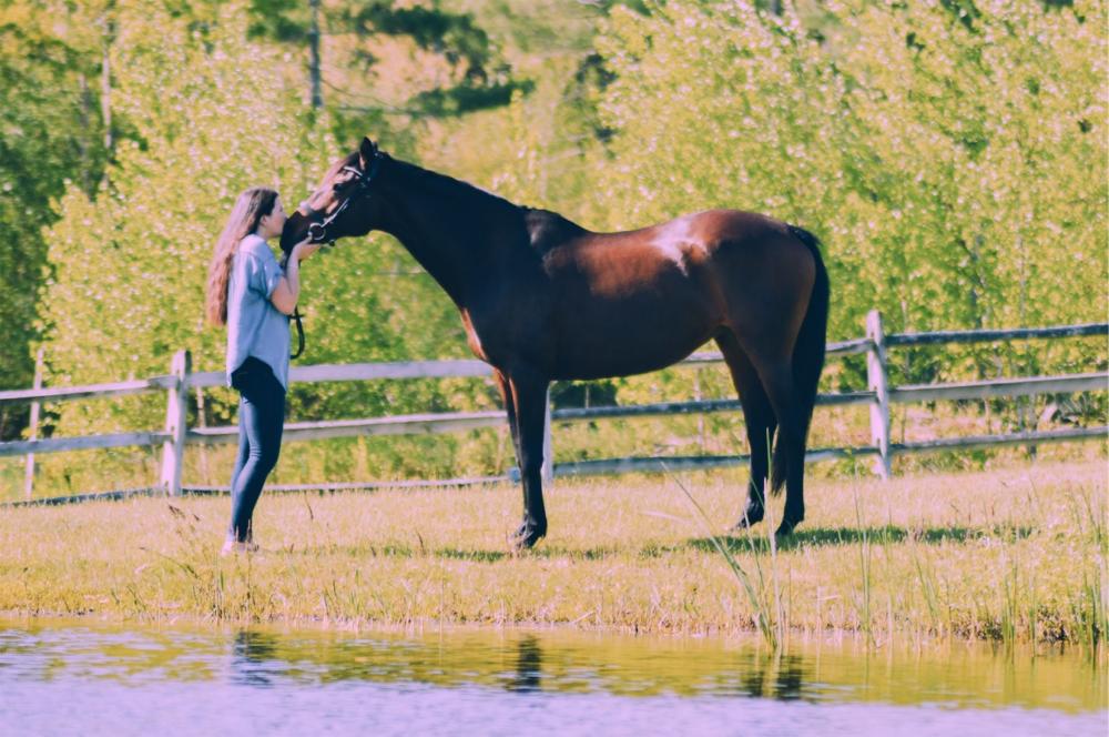 MA Horses Needing Homes NEER North Horse Rescue