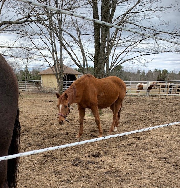 MA Horses Needing Homes NEER North Horse Rescue