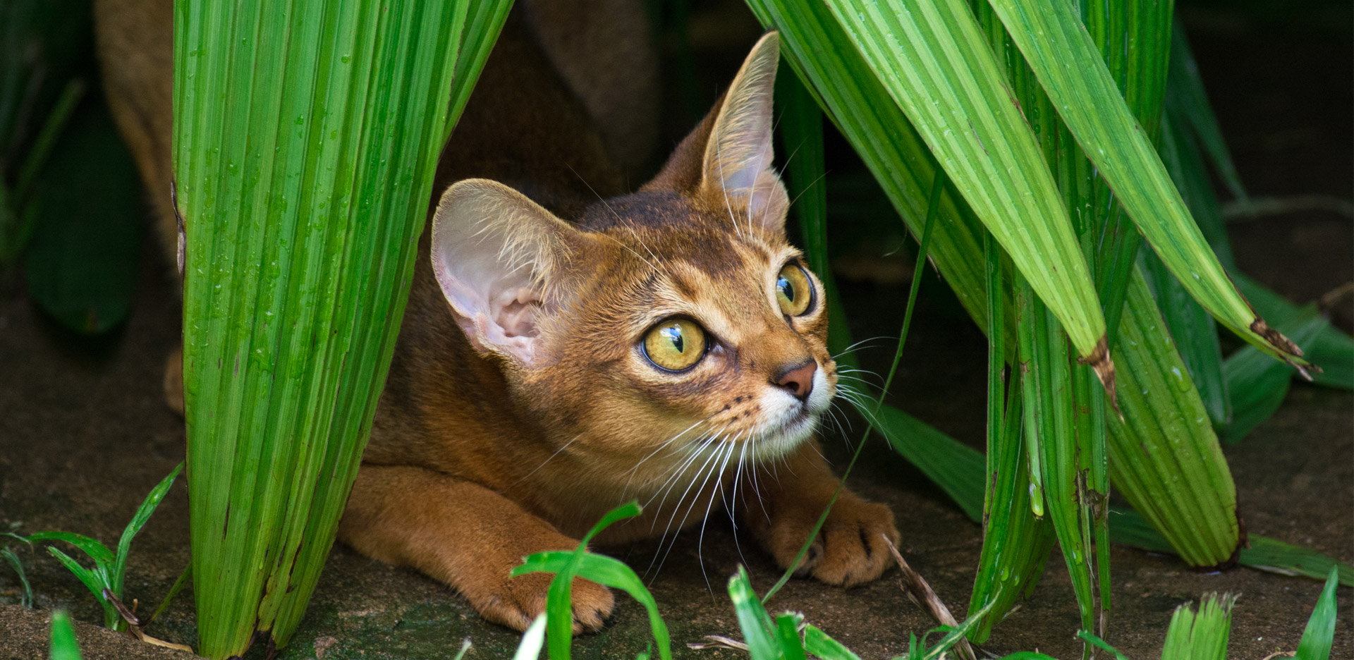 Criadero de Gatos Abisinios en Buenos Aires Nefertiti's World