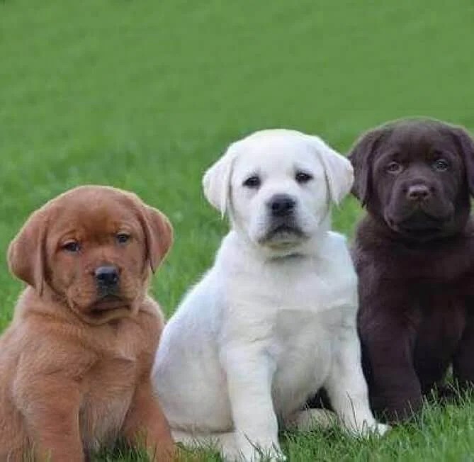 Labrador Puppy Black & Golden Labrador Retriever Puppies For Sale in