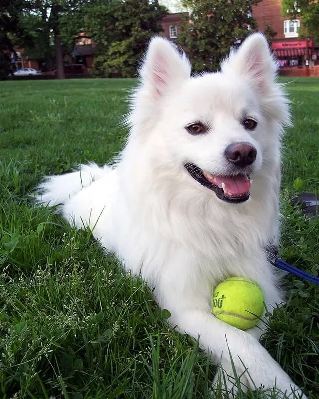 Pet Shop Near Me Dog Price / Pet Shop Auckland Pet Kiwi Contact