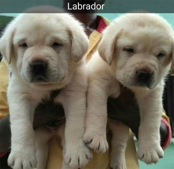 Labrador Puppy Black & Golden Labrador Retriever Puppies For Sale in