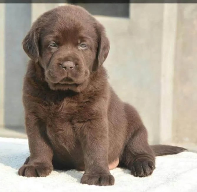 Labrador Puppy Black & Golden Labrador Retriever Puppies For Sale in