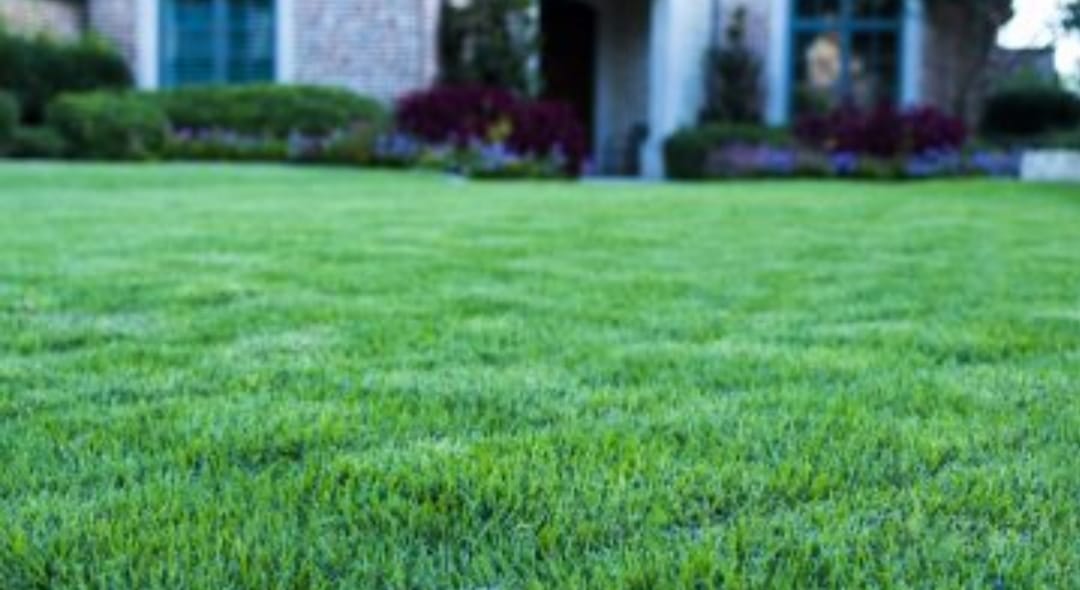 Spring! New England Green Lawn Care Inc.