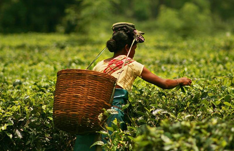 Progress Report of Northeast Rural Livelihood Project Promising