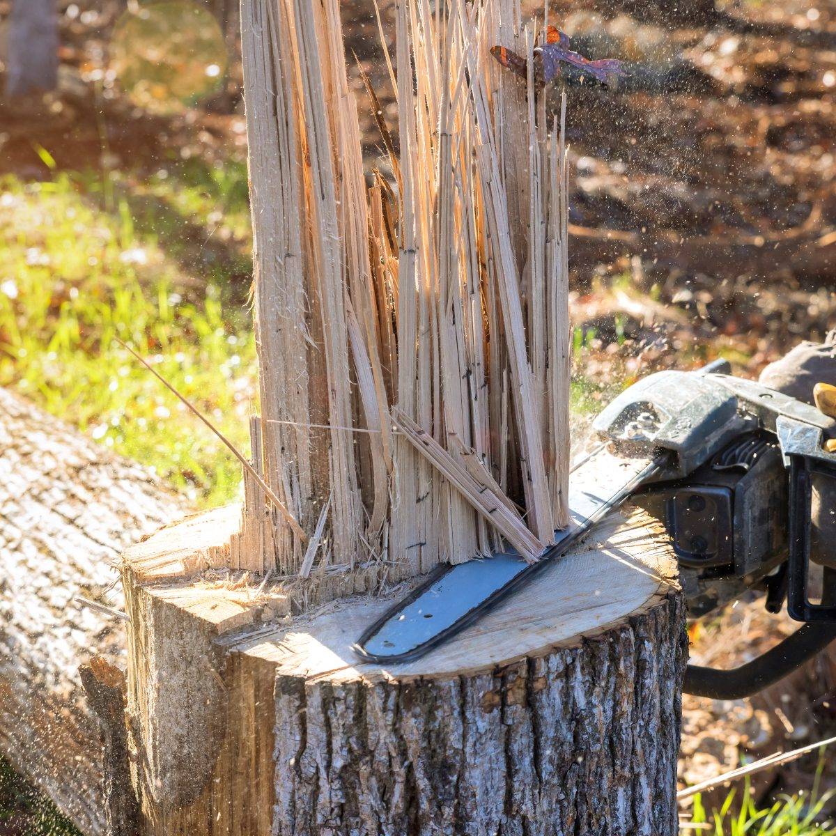 Can You Sue Someone for Cutting Down Trees on Your Property? Neighbor