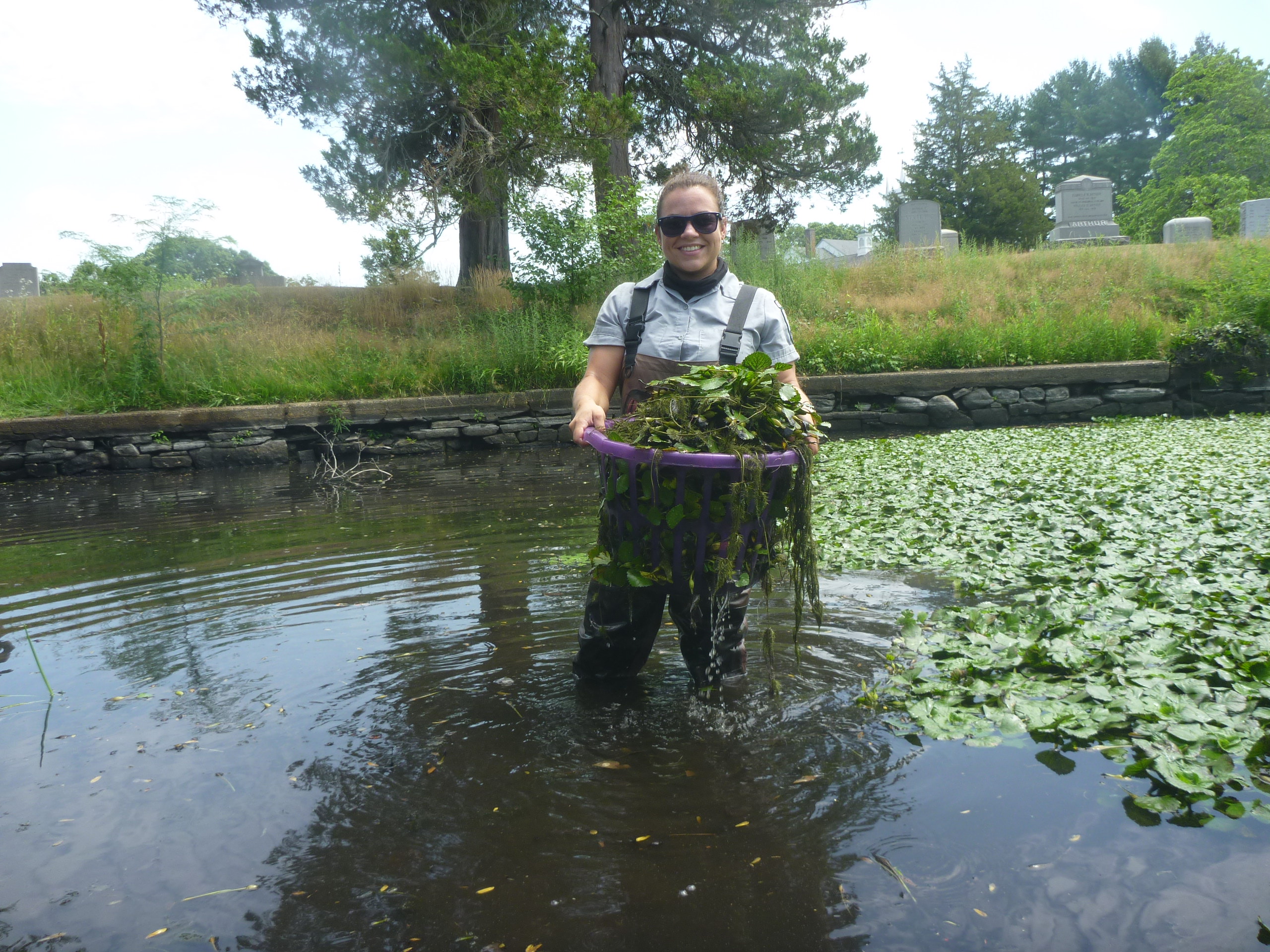 Environmental Groups Recruiting Volunteers to Harvest Invasive Aquatic