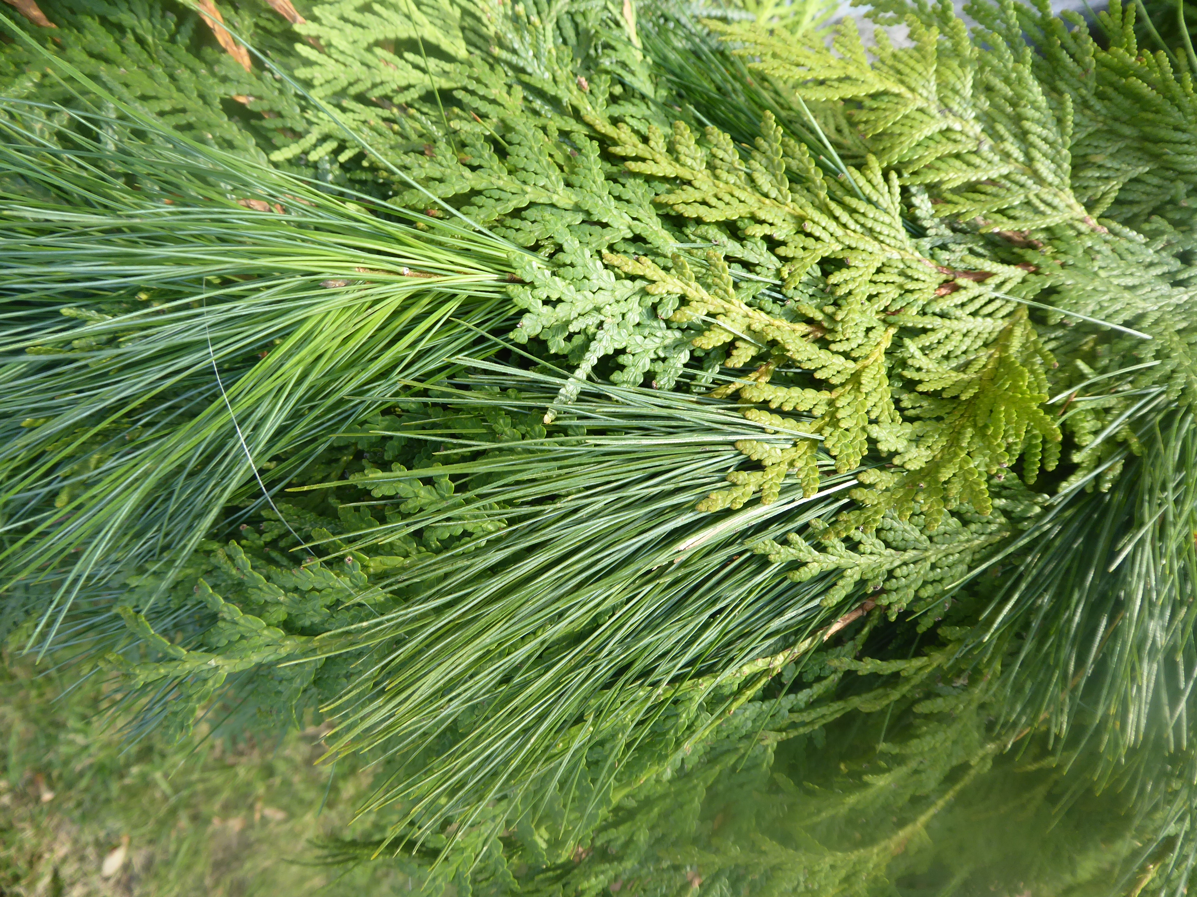 Cedar & Pine Northeast Kingdom Balsam