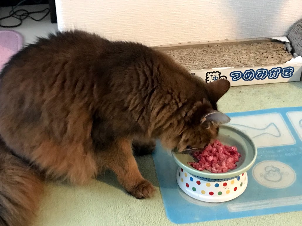猫の自然食とは ｜ にゃんずきっちん‐猫の健康ごはん「猫の自然食」健康寿命を延ばす生肉の猫の手作りごはん