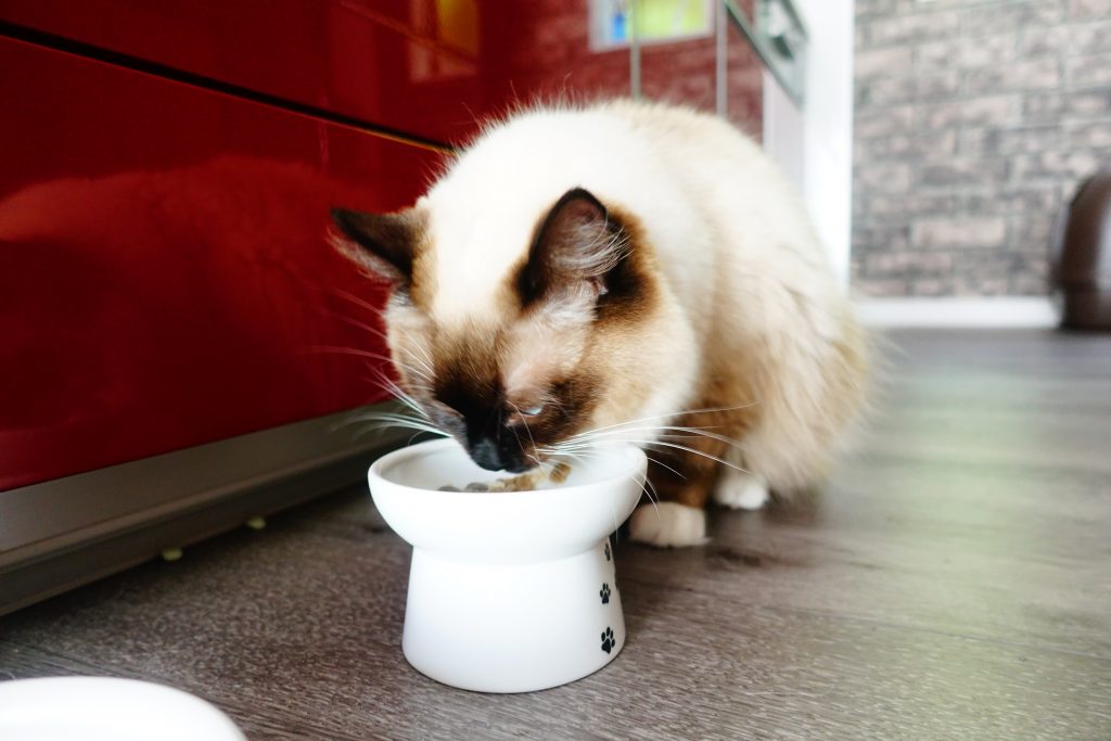 猫用プチ手作りごはん♪ 水分補給をして腎臓病や泌尿器系の病気予防に。 ネコノコト。