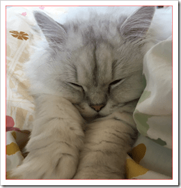 ペルシャ猫の値段と性格や飼い方は？人気はチンチラと黒ペルシャ 