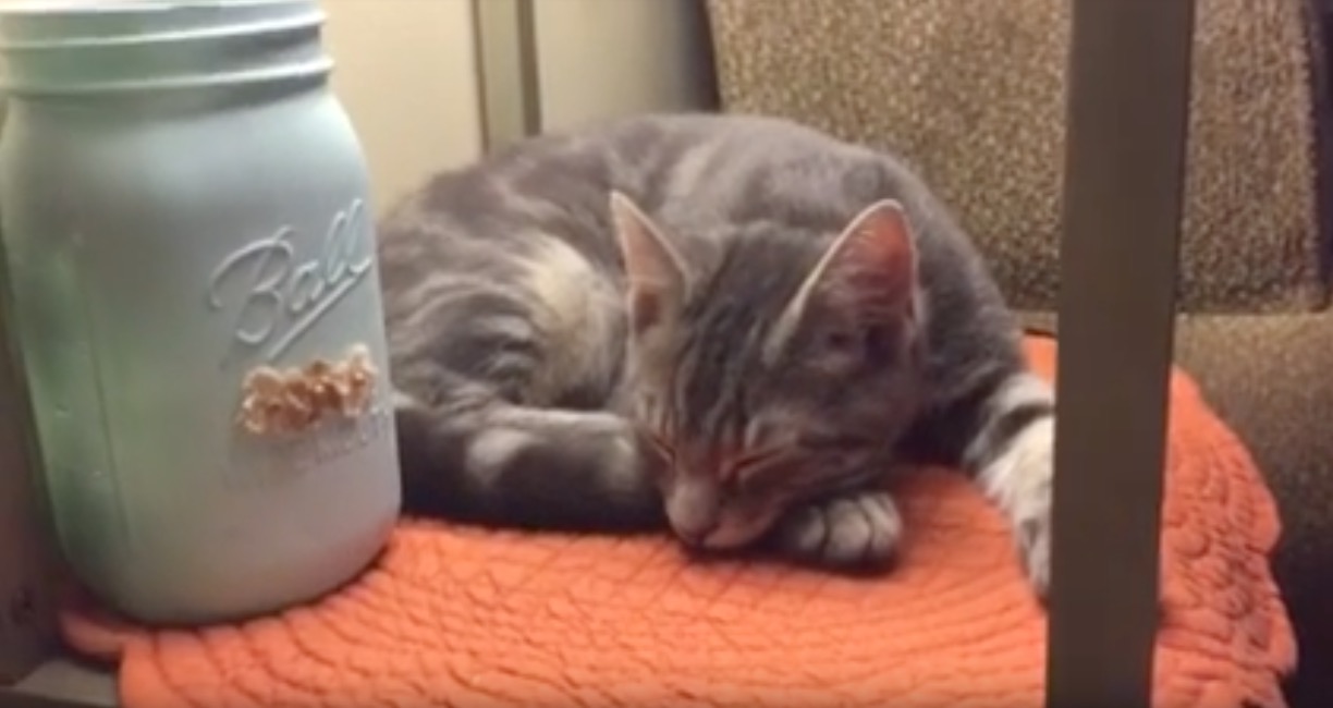 AmazonのEcho Dotと猫との相性、その温もりが寝床に好適  猫ジャーナル