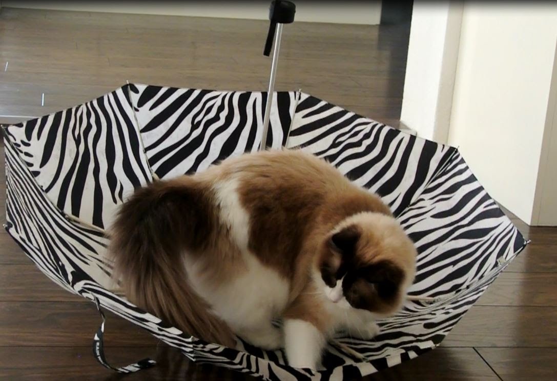 流行の傘猫のいわば逆さま版、猫は興奮ワイルドモードに  猫ジャーナル